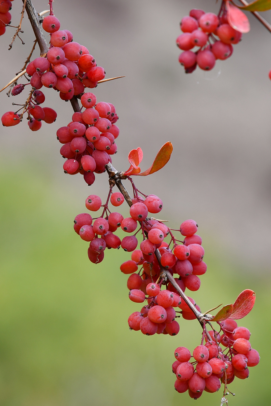 Image of Berberis iliensis specimen.