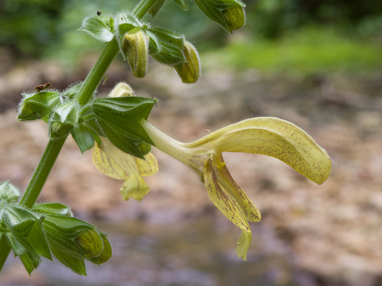 Изображение особи Salvia glutinosa.