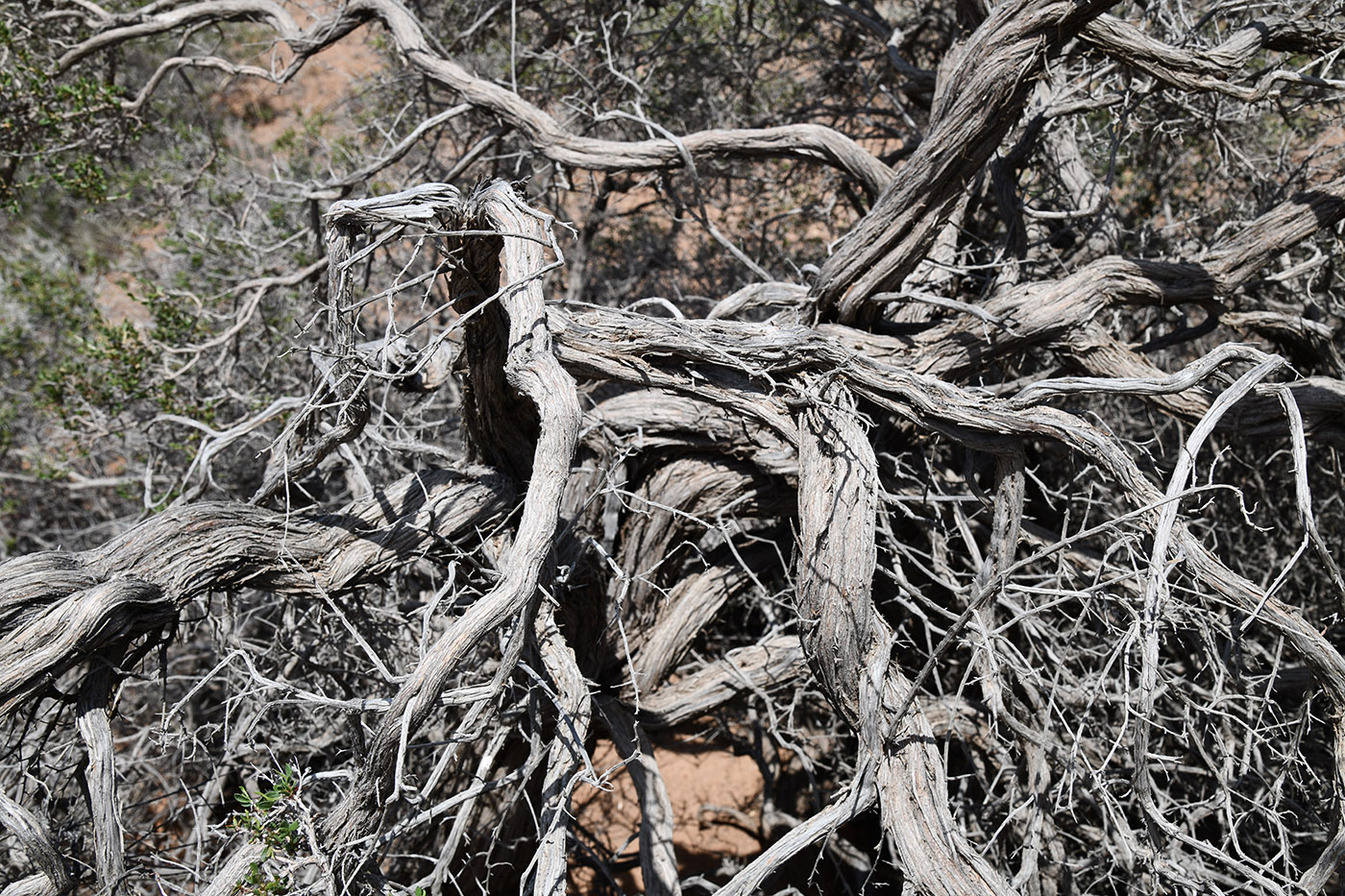 Изображение особи Atraphaxis virgata.