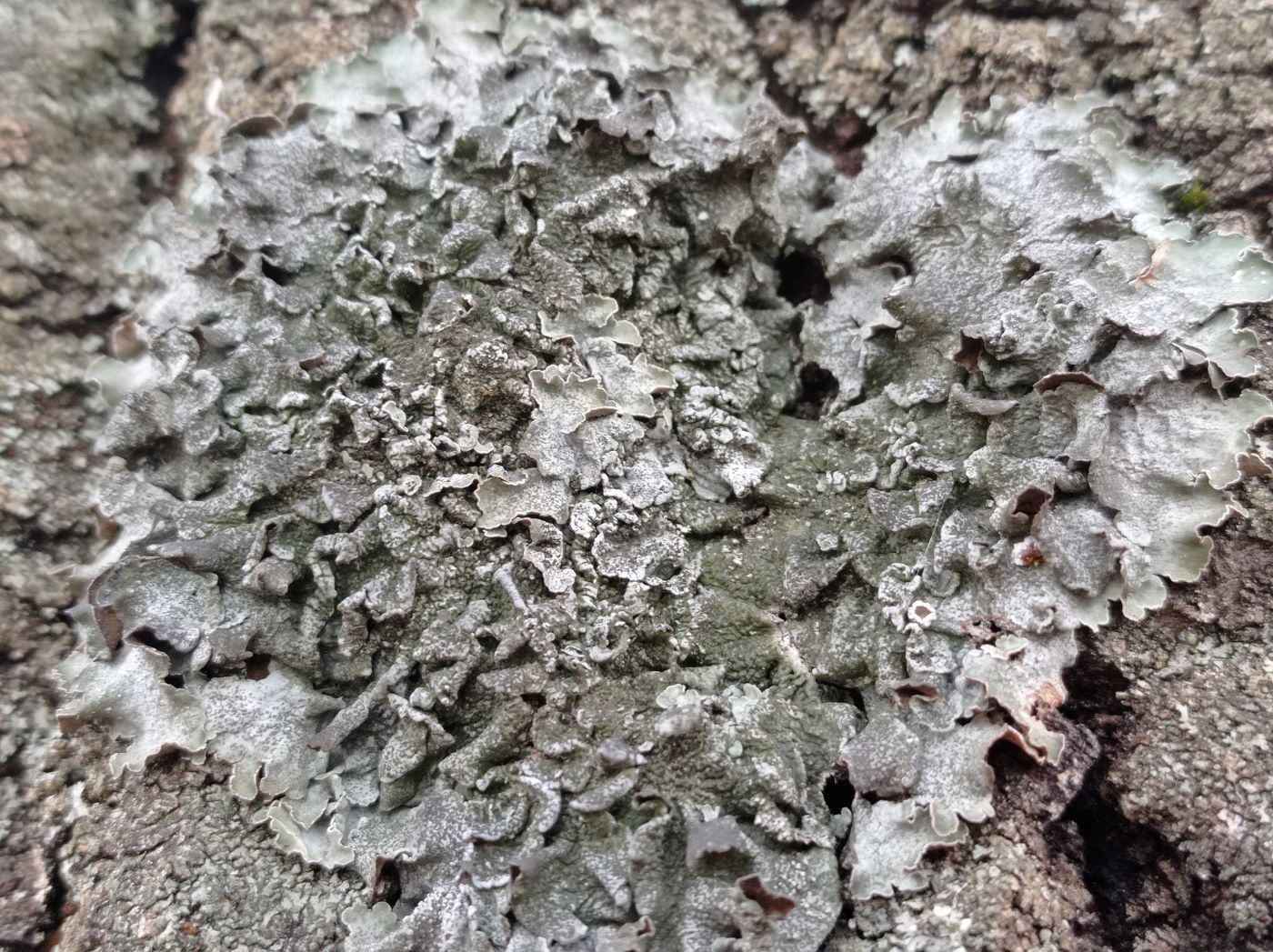 Изображение особи Parmelia sulcata.