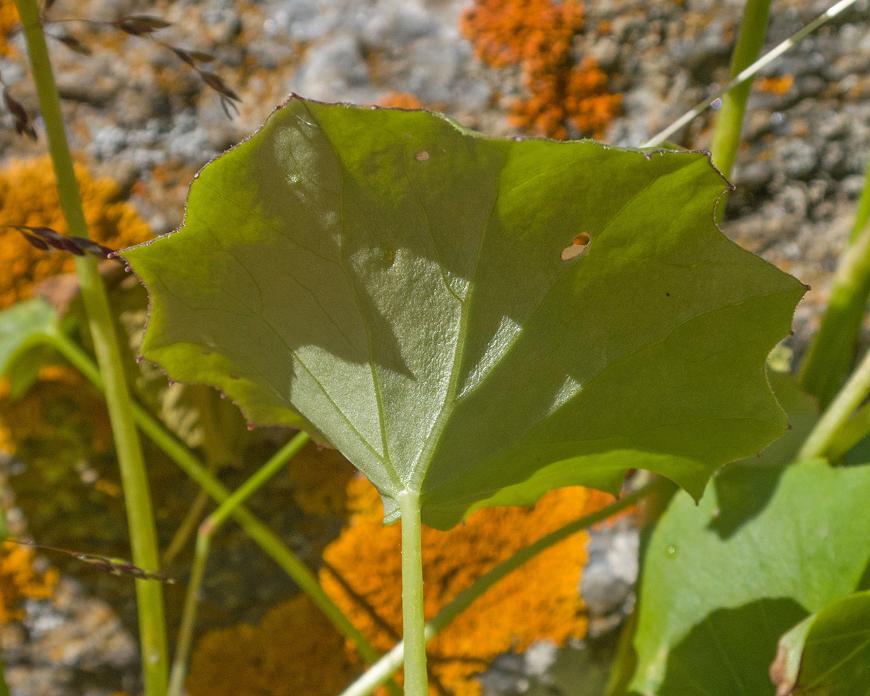 Image of Dolichorrhiza renifolia specimen.