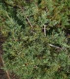 Cupressus arizonica. Веточки с микростобилами. Крым, Ялта, пгт Ливадия, парк. 07.01.2026.