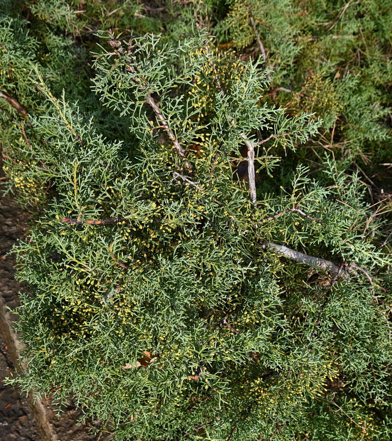 Изображение особи Cupressus arizonica.