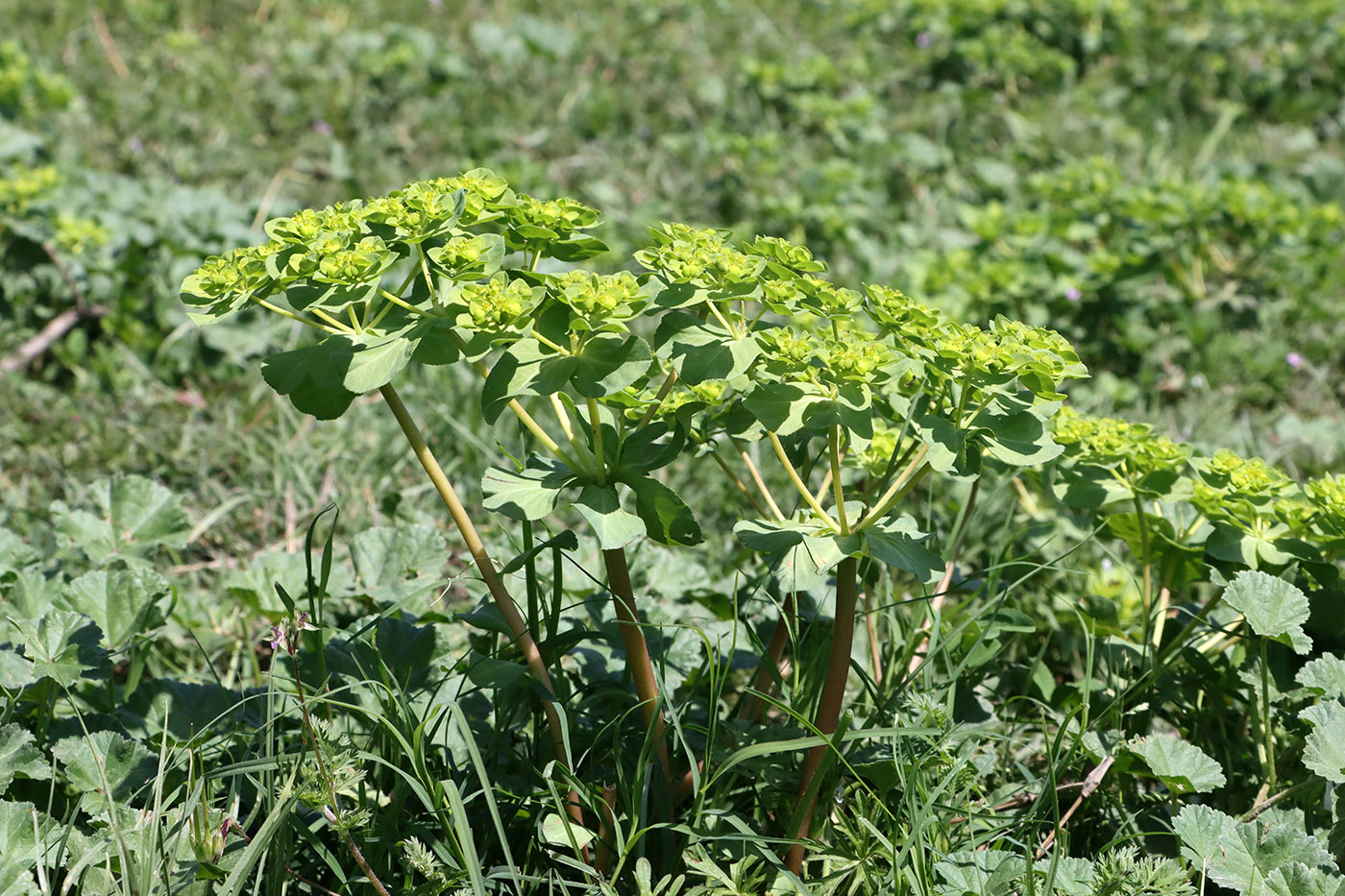 Image of Euphorbia helioscopia specimen.