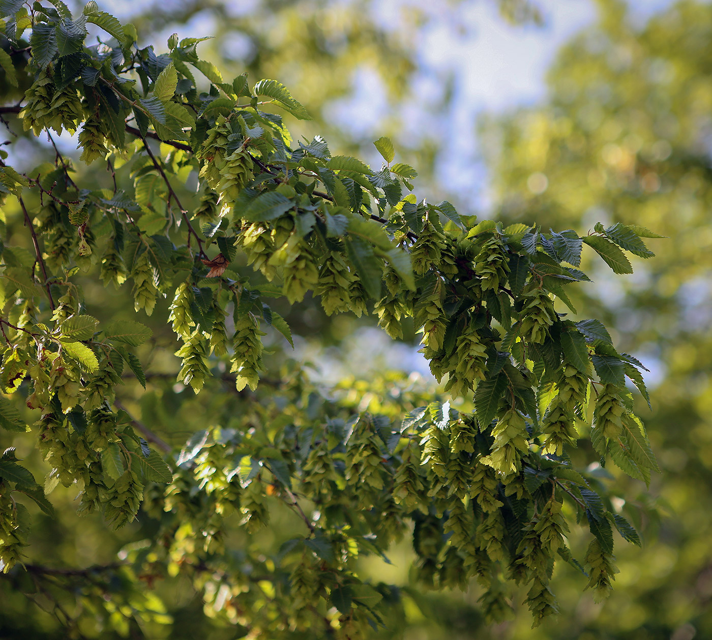 Изображение особи Carpinus orientalis.