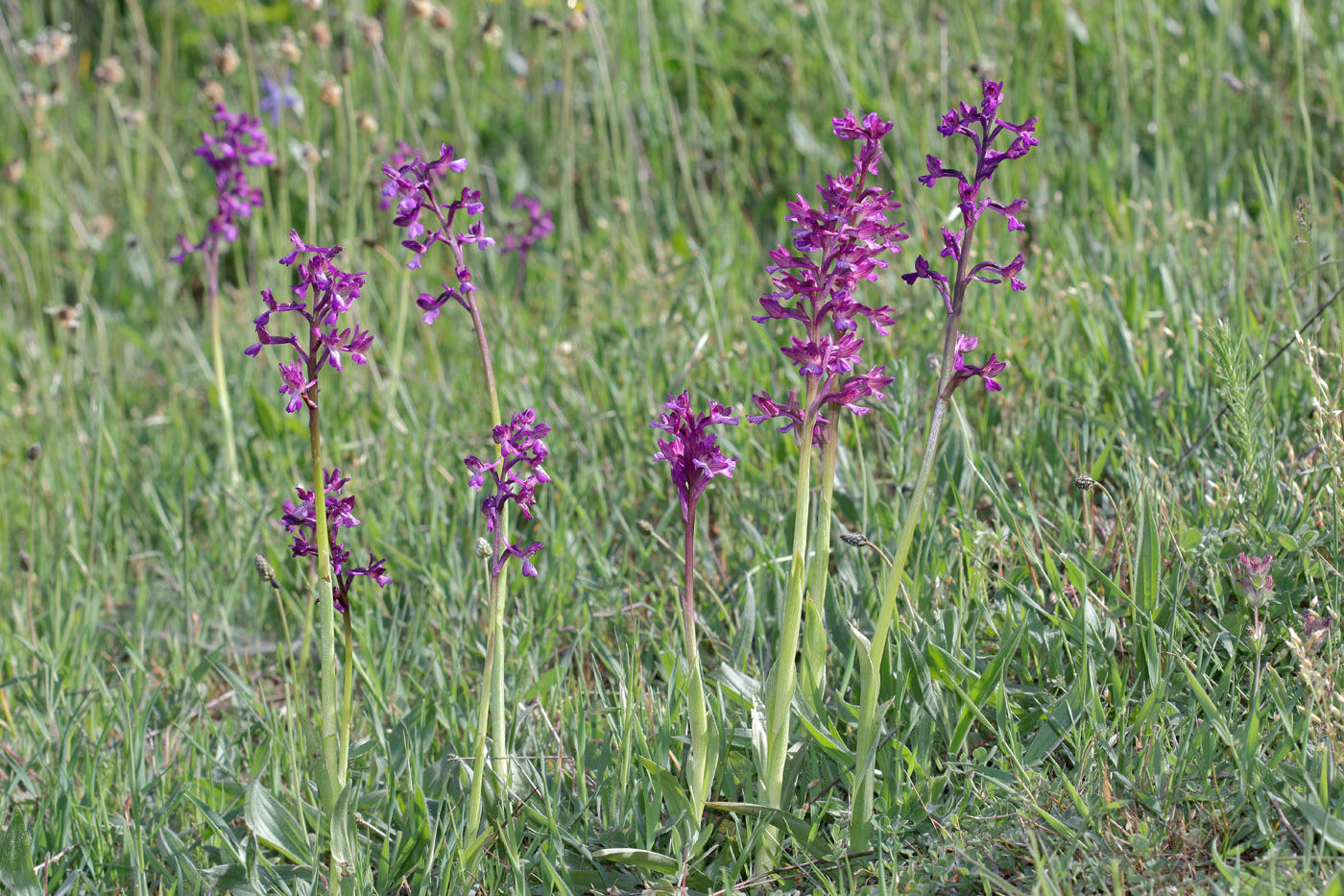 Image of Anacamptis &times; gennarii nothosubsp. orientecaucasica specimen.