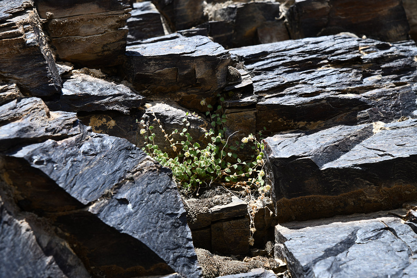 Изображение особи Campanula incanescens.