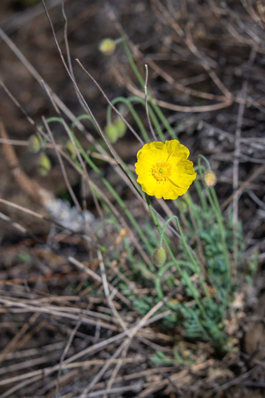 Изображение особи Papaver nudicaule.