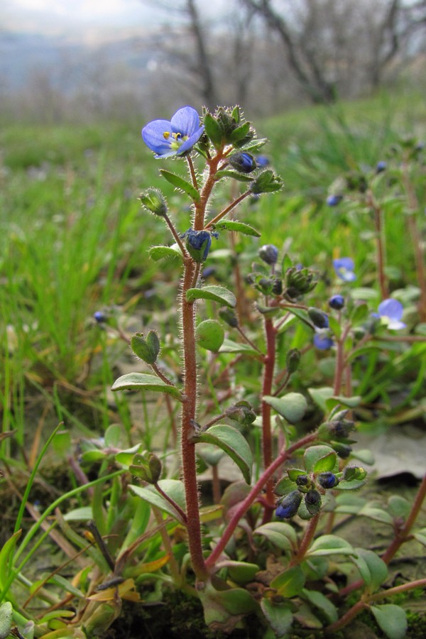 Изображение особи Veronica acinifolia.