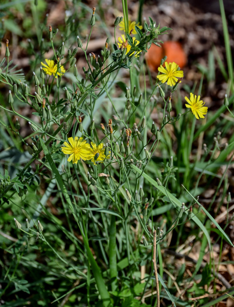 Image of Ixeridium chinense specimen.