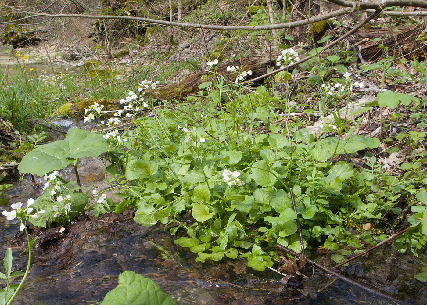 Image of Cardamine tenera specimen.