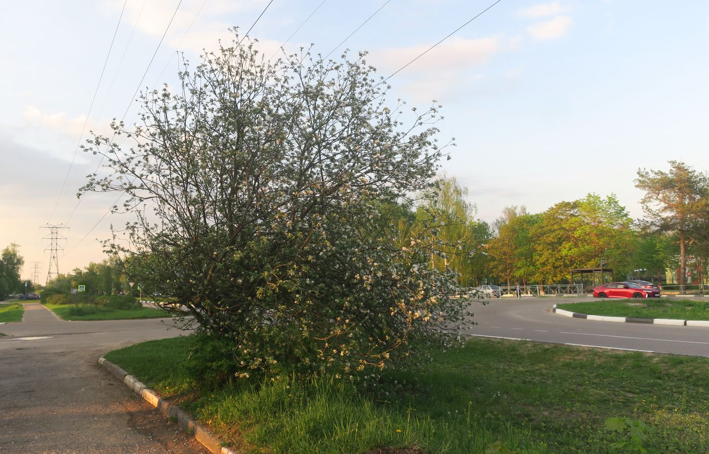 Image of Malus domestica specimen.