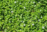Vinca major. Цветущие растения и паутина. Волгоград, Волгоградский региональный ботанический сад. 23.05.2026.