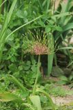 Allium schubertii. Цветущее растение. Краснодарский край, Черноморское побережье Кавказа, г. Новороссийск. 19 мая 2026 г.