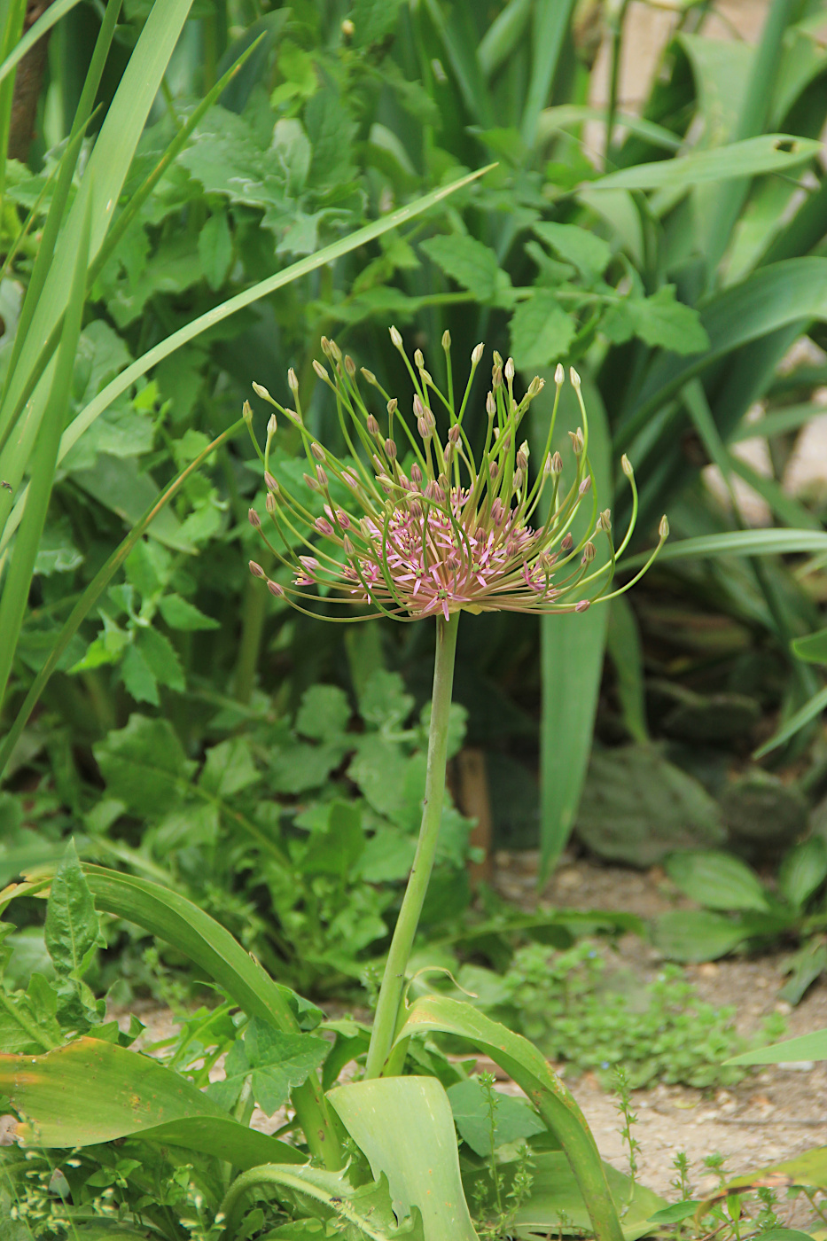 Image of Allium schubertii specimen.