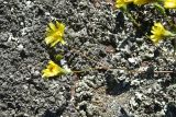 familia Asteraceae. Цветки. Грузия, край Самцхе-Джавахети, окраина с. Тмогви, окр. южного берега оз. Цунда, горная степь. 8 июня 2026 г.