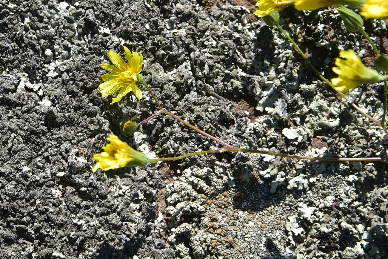 Изображение особи семейство Asteraceae.