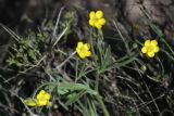 Ranunculus paucidentatus