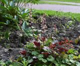 Heuchera × hybrida. Цветущие растения. Московская обл., ГО Подольск, мкр-н Климовск, цветник в детском парке. 01.07.2026.