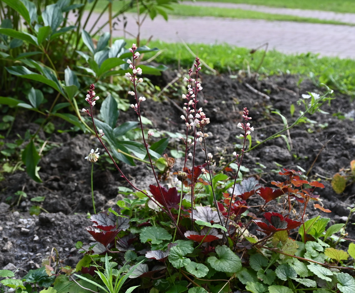 Image of Heuchera × hybrida specimen.