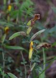 genus Chamaecytisus