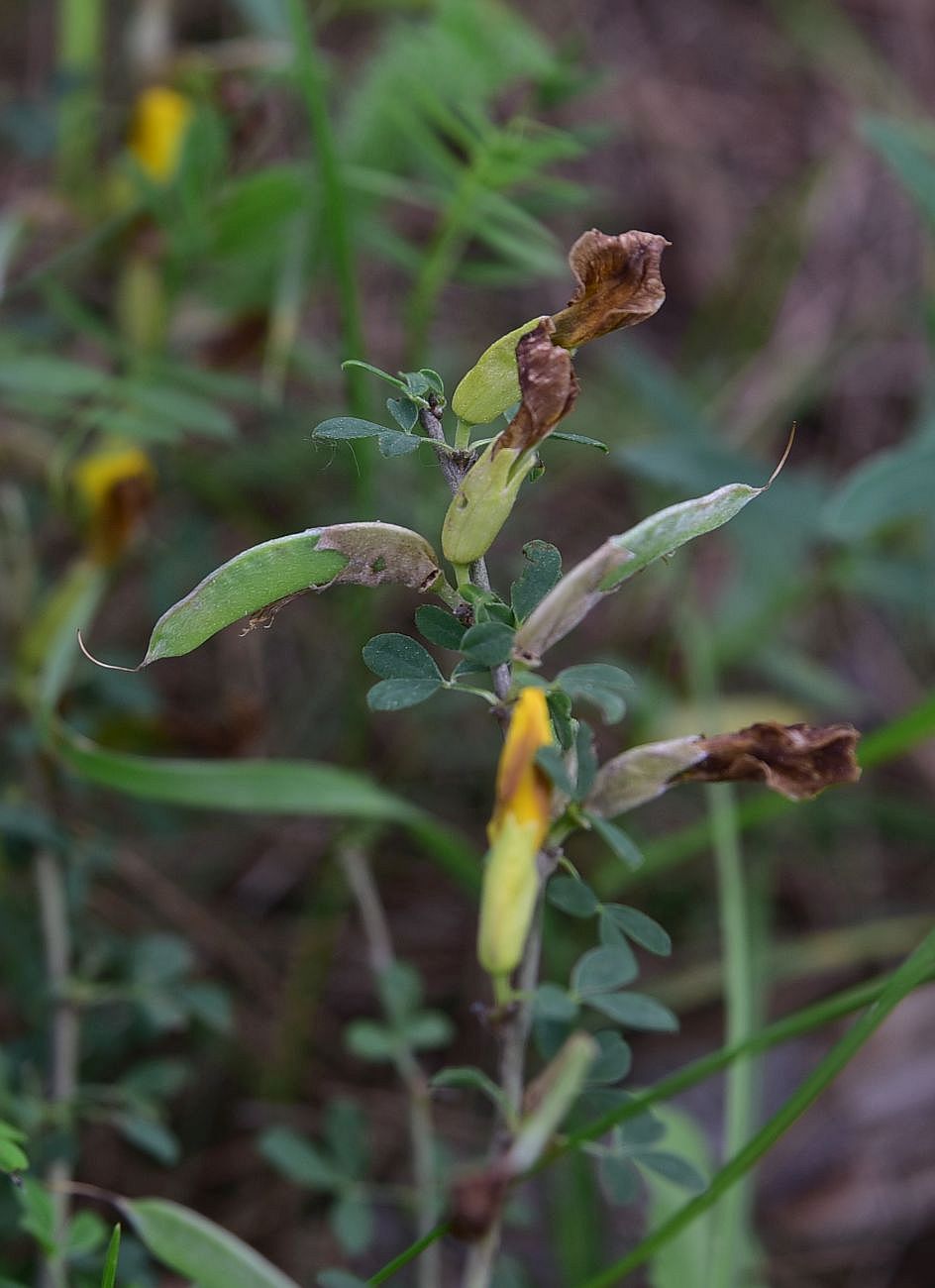 Image of genus Chamaecytisus specimen.