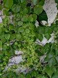 Parthenocissus tricuspidata. Верхушки побегов. Португалия, округ Коимбра, г. Кондейша-а-Нова, в культуре. 14.06.2026.