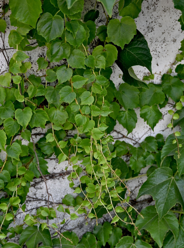 Image of Parthenocissus tricuspidata specimen.