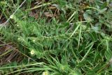 familia Boraginaceae. Побеги с цветками. Турция, ил Артвин, дер. Багджилар (Bağcılar), нижняя часть склона. 12 июня 2026 г.