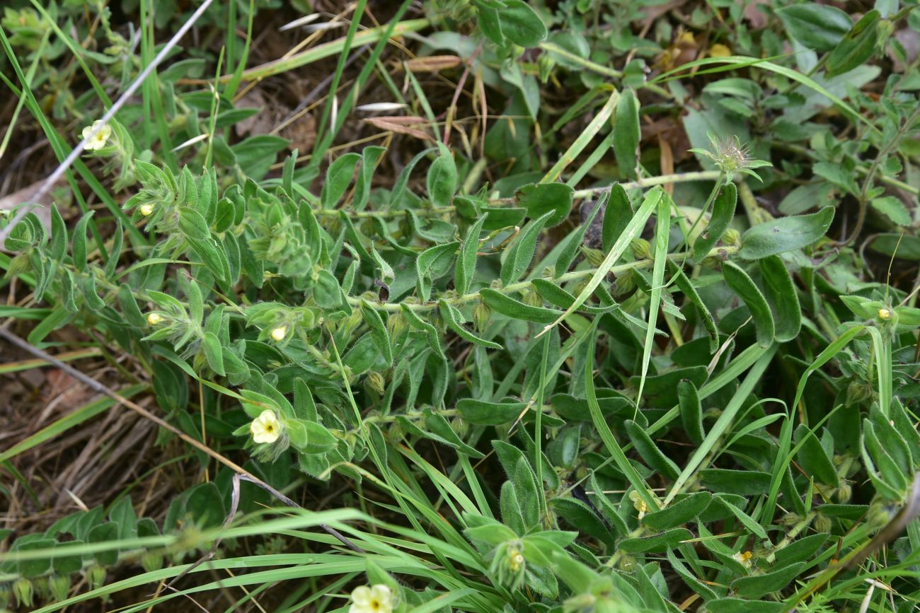 Image of familia Boraginaceae specimen.