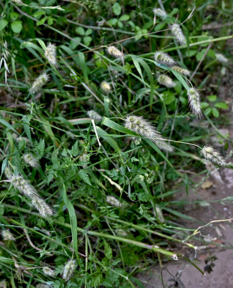 Image of Cenchrus ciliaris specimen.