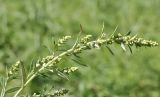 Artemisia integrifolia. Верхушка побега с развивающимися соцветиями. Приморский край, Шкотовский р-н, окр. с. Новонежино, сырой луг. 08.08.2026.