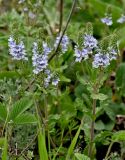 Veronica prostrata. Верхушки цветущих растений. Липецкая обл., Елецкий р-н, дол. р. Воргол, луговой склон. 09.05.2026.