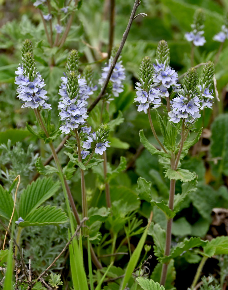 Image of Veronica prostrata specimen.