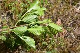Alnus glutinosa. Верхушка веточки (видна абаксиальная поверхность листьев). Турция, ил Артвин, 500 м ниже храма Отхта по долине реки, заросли на берегу реки. 13 июня 2026 г.