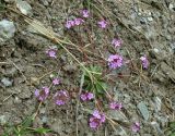 Androsace sajanensis