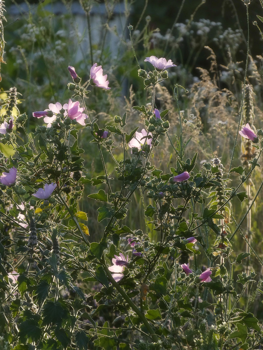 Image of familia Malvaceae specimen.