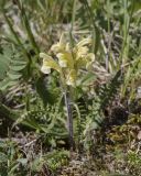 Pedicularis sibthorpii. Цветущее растение. Кабардино-Балкария, Зольский р-н, северный склон горы Эльбрус, ок. 2950 м н.у.м., альпийский луг. 10.07.2026.