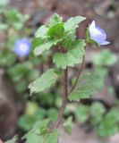Veronica persica