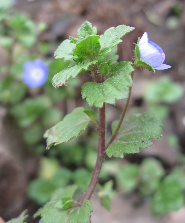 Image of Veronica persica specimen.