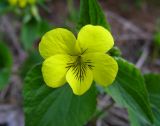 Viola acutifolia