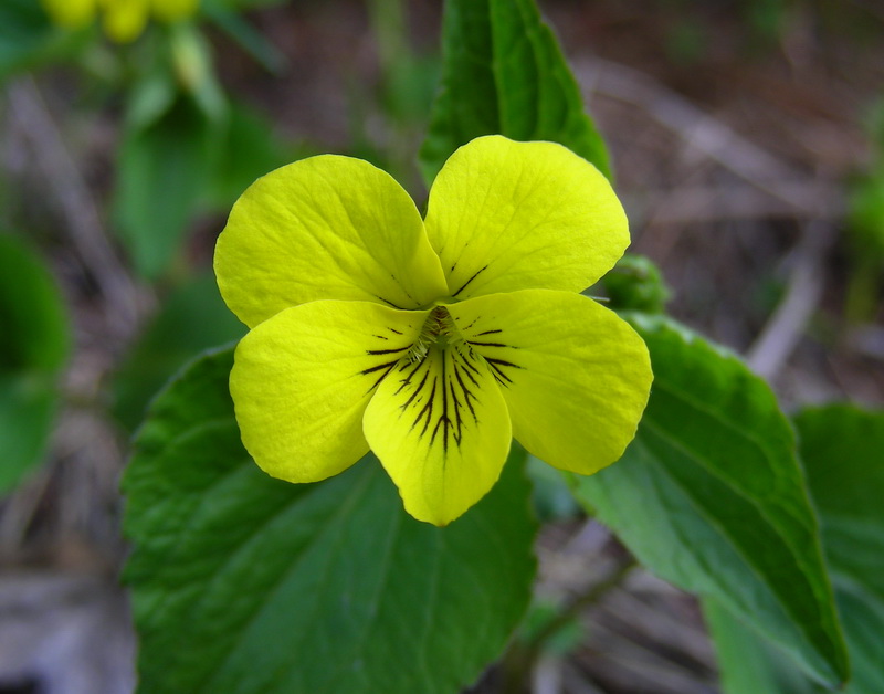 Image of Viola acutifolia specimen.