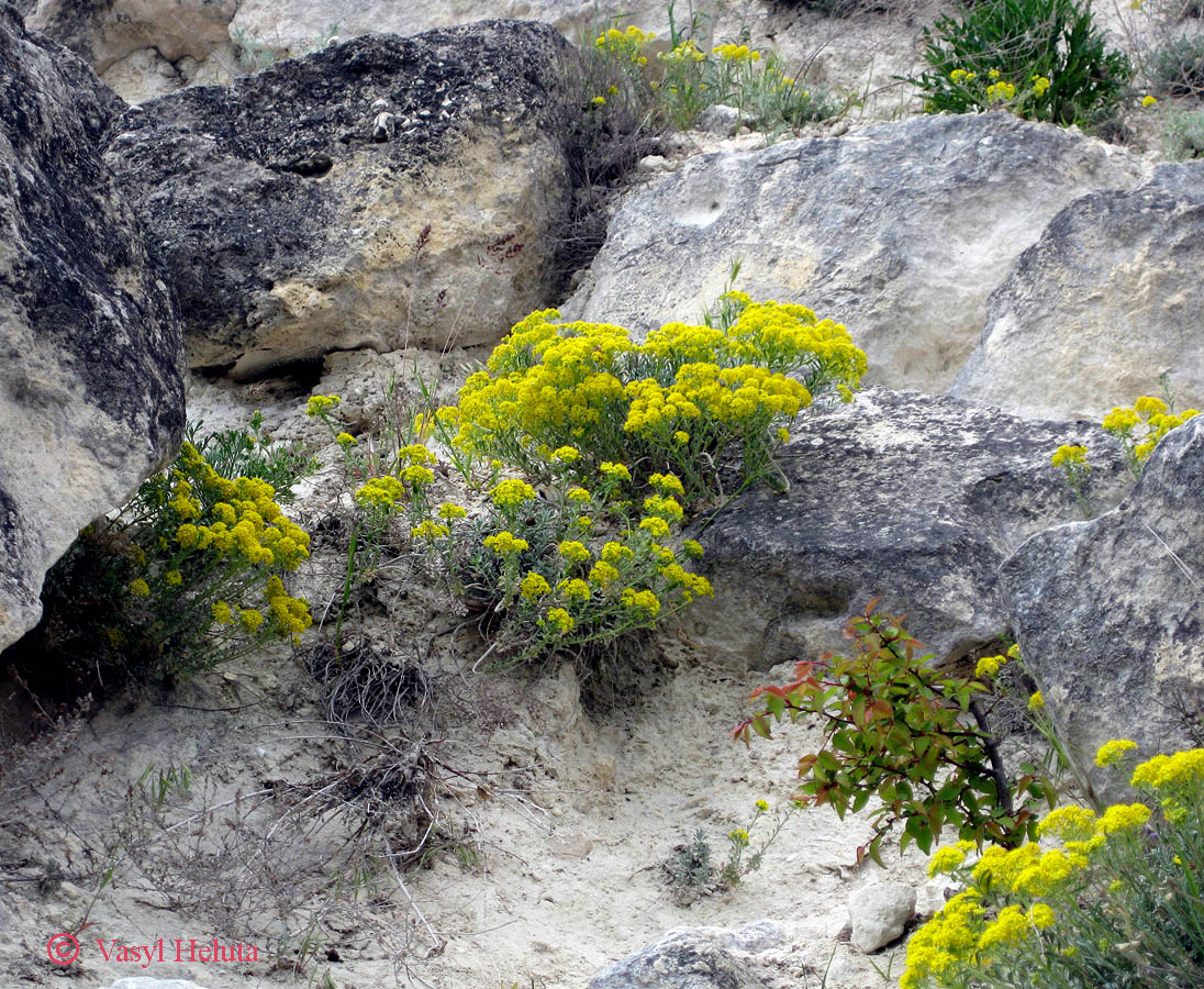 Image of genus Odontarrhena specimen.