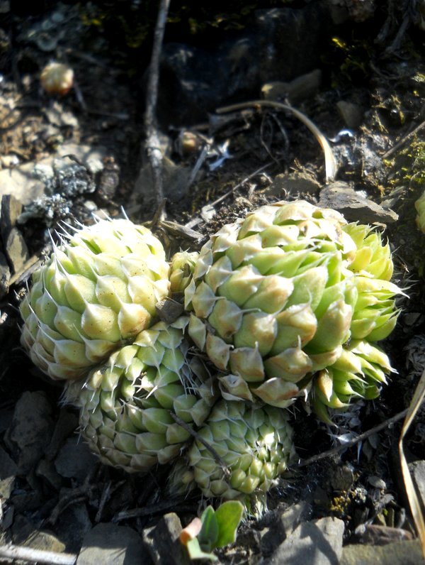 Image of Orostachys spinosa specimen.