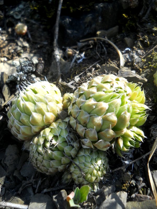 Изображение особи Orostachys spinosa.