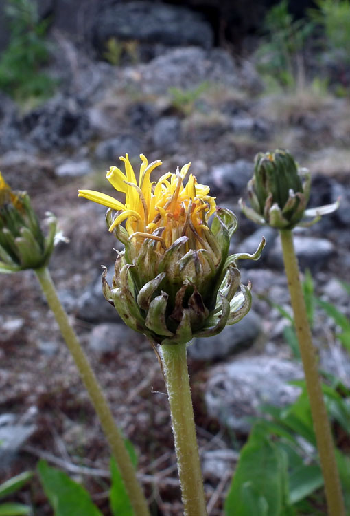 Image of genus Taraxacum specimen.