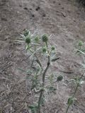 Eryngium planum