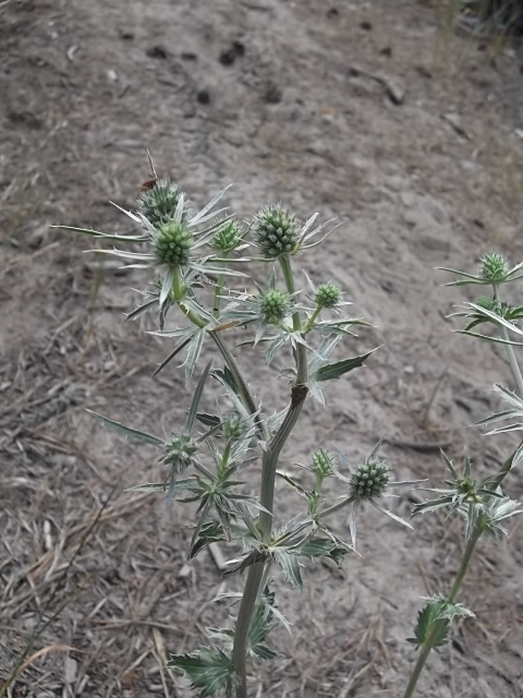 Image of Eryngium planum specimen.