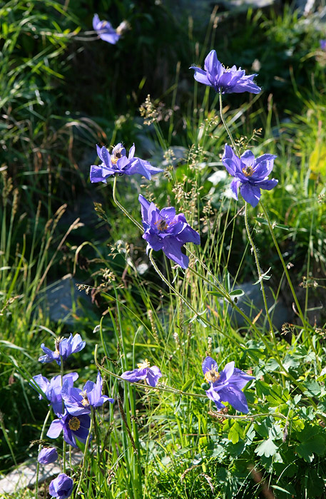 Изображение особи Aquilegia glandulosa.