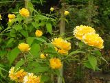 Kerria japonica разновидность pleniflora